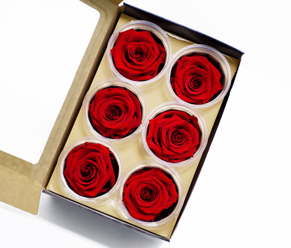 Red Eternity Roses