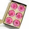 _AAA6609 Pink Eternity Roses