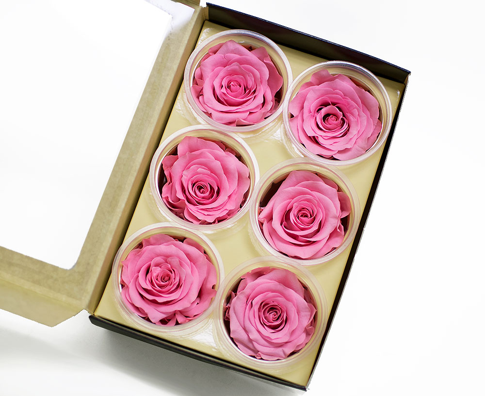 _AAA6609 Pink Eternity Roses