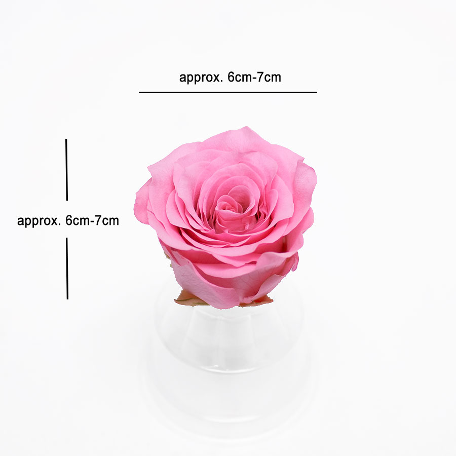 _AAA6611-3 Pink Eternity Roses