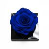 _AAA6770-3 Jumbo Blue Eternity Rose