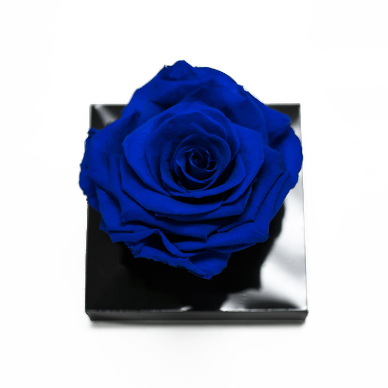 _AAA6770-3 Jumbo Blue Eternity Rose