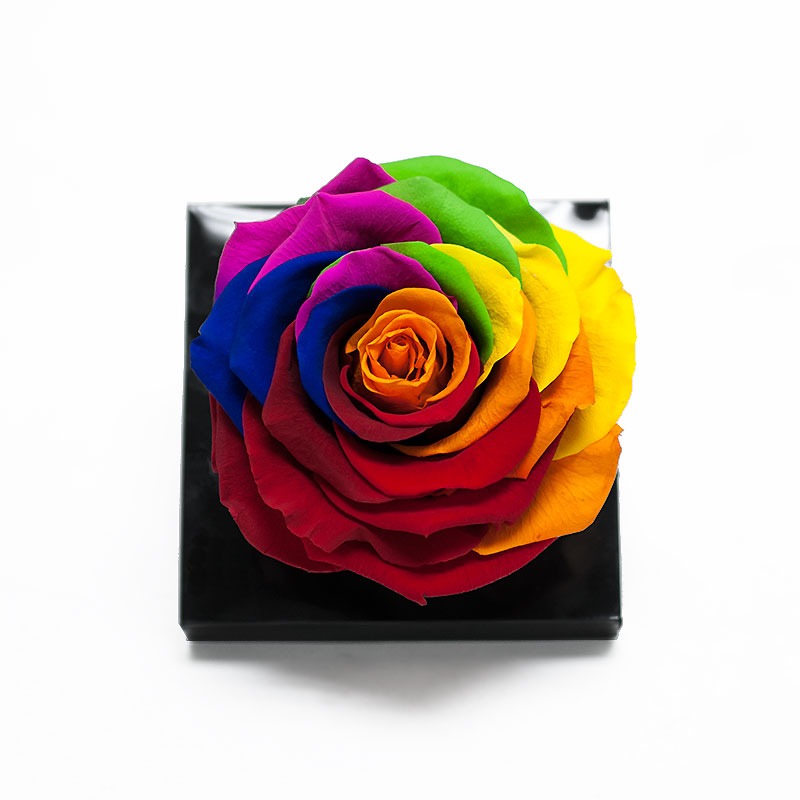 _AAA6790-1 Jumbo Rainbow Color Ecuadorian Eternity Flower