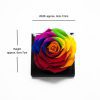 _AAA6790 Jumbo Rainbow Color Ecuadorian Eternity Flower