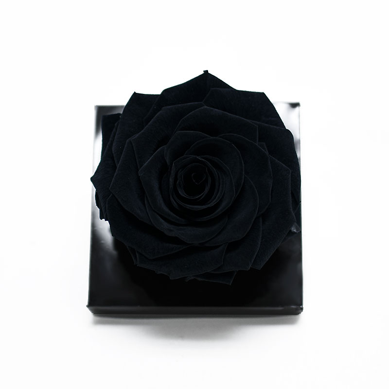 Jumbo Black Ecuadorian Eternity Flower