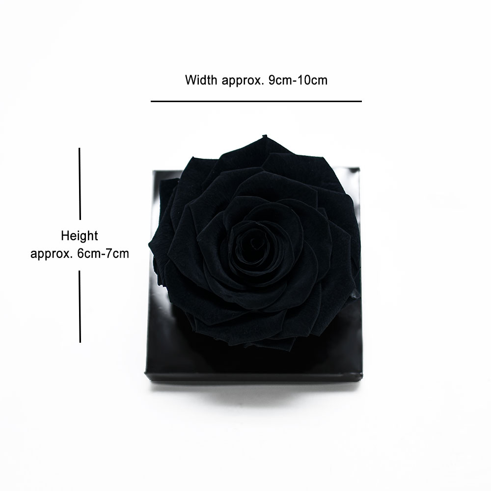Jumbo Black Ecuadorian Eternity Flower