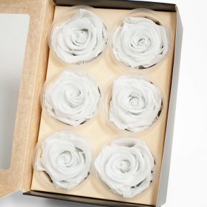 white-ecuadorian-eternity-flowers-preserved-roses-pack-of-6-6cm-to-7cm