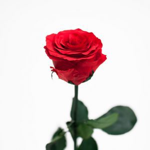 red-long-stem-ecuadorian-eternity-flowers-preserved-rose
