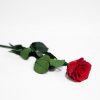 Red Long Stem Ecuadorian Eternity Flowers Preserved Rose