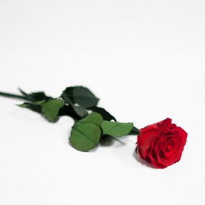 Red Long Stem Ecuadorian Eternity Flowers Preserved Rose