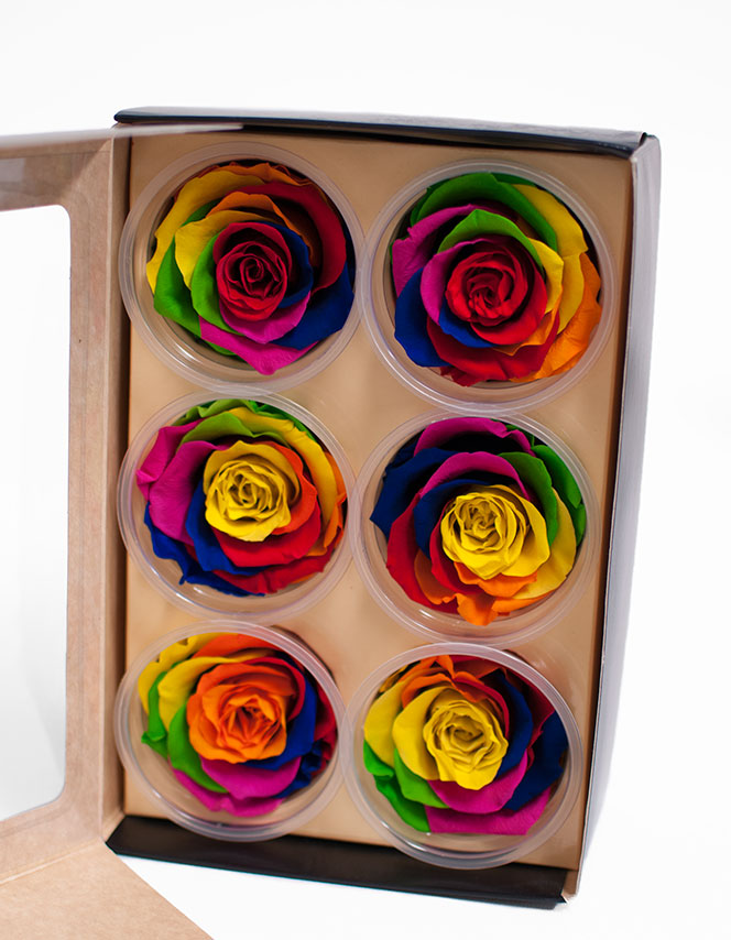 Rainbow Ecuadorian Eternity Flowers Preserved Roses Pack of 6 6cm to 7cm Rainbow Ecuadorian Eternity Flowers Preserved Roses Pack of 6 6cm to 7cm