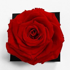 xl-red-ecuadorian-eternity-flower-preserved-rose-9cm-to-10cm