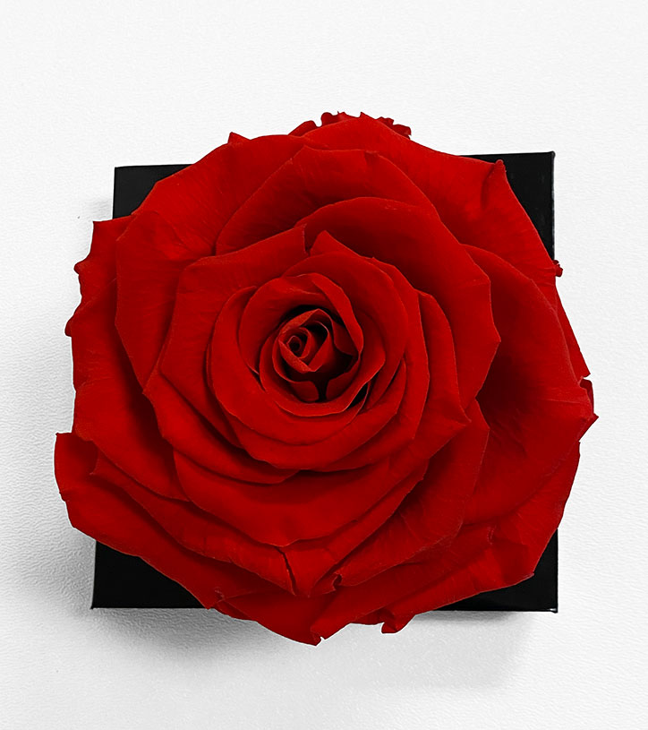 XL Red Ecuadorian Eternity Flower Preserved Rose 9cm to 10cm XL Red Ecuadorian Eternity Flower Preserved Rose 9cm to 10cm